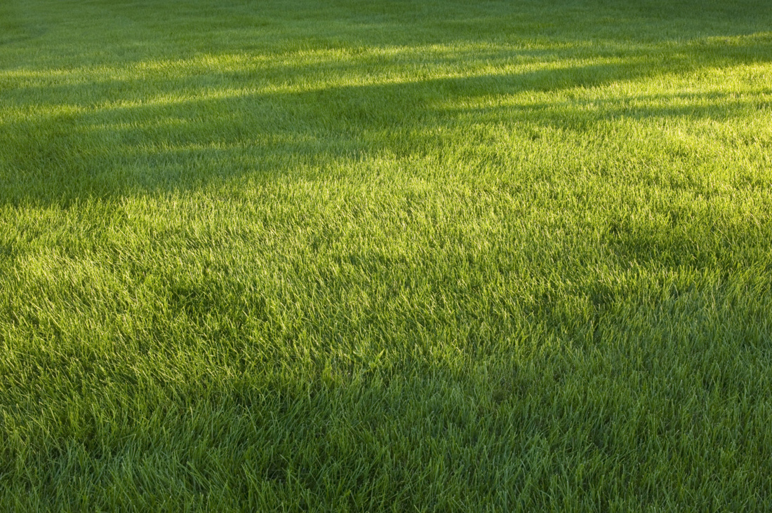 ​Lawn Renovation and Seeding